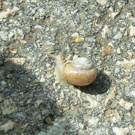 Feriehus Nordic Chiflika *