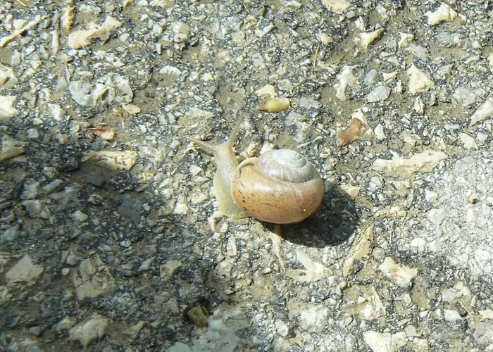 Ferienhaus Nordic Chiflika *